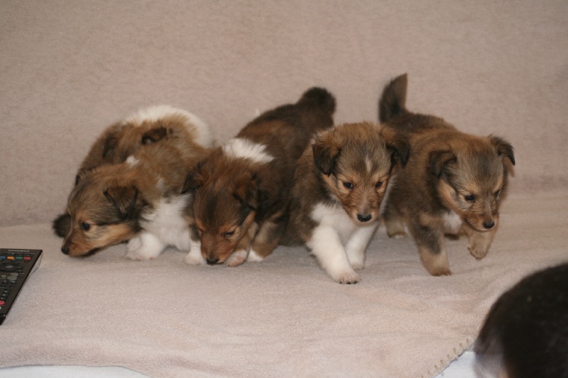 Chiot Shetland Sheepdog Veronique Bru